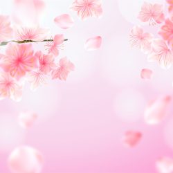 Cherry Blossom Realistic Background